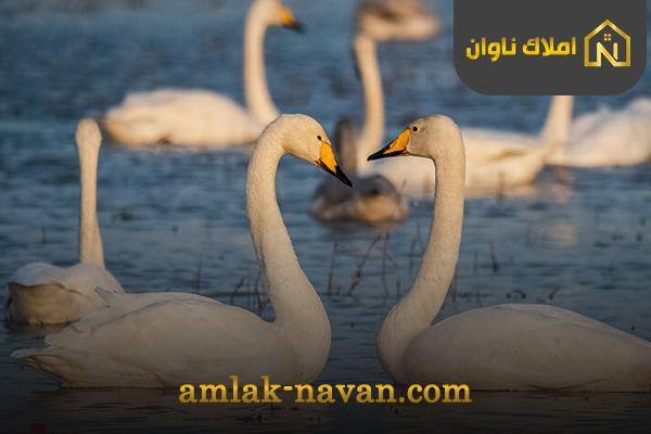 پربازدیدترین جاذبه های سرخرود درتعطیلات نوروزی