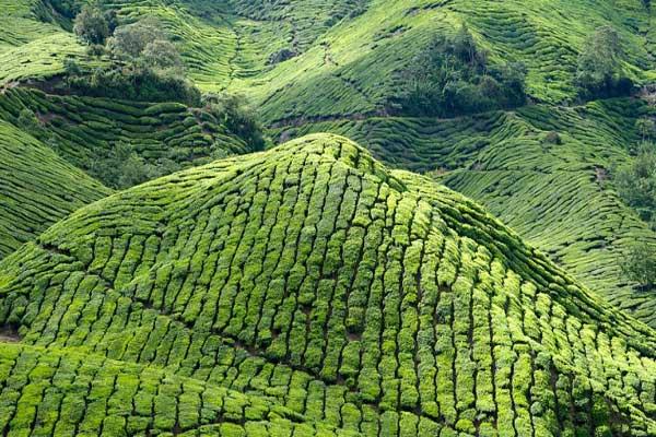کوهستان‌های کامرون مالزی Cameron Highlands + تصاویر